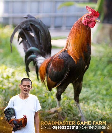 joey lapid conditioning|Roadmaster Game Farm .